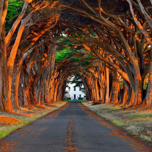 东北浓毛少妇A片
